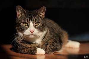 Lucy