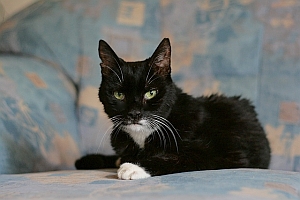 Linus
